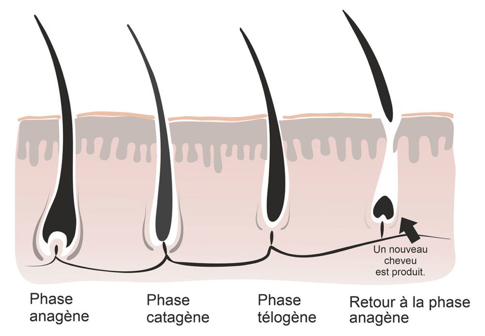 cycle du cheveu raison alopecie perte de cheveu